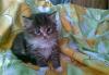 Отдам котят превью 1080657.