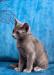 Котенок метис русской голубой и бурмы превью 1086782.