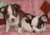 Чихуахуа - 2девочки шоколадно-белые 1.5мес превью 1086949.