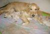 Щеночки голдены превью 1087080.