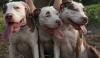 Превью Щенки питбультерьера новые Американские крови Санкт-Петербург - 1