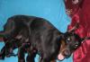Щенки шикарных доберманов превью 1087894.