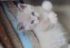 Отдам в хорошие руки котенка от тайской кошки превью 1087995.