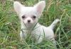 Чихуахуа бело-кремовый  мальчик Зеленоград превью 1088677.