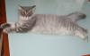 Длинношерстный британский котик (клубный) превью 1089412.