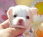 Чихуахуа щенки превью 1089605.