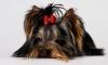 Йоркширский терьер приглашает на вязки превью 1090051.