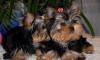 Йоркширский терьер щенки превью 1091430.