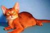 Шикарный абиссинчик. Торг превью 1091802.