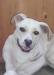 Пес Шемберс  белоснежный красавец ищет дом превью 1091960.