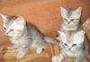 Британские котята по летним ценам превью 1092430.
