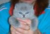 Британские котята превью 1092720.