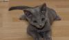 Русский голубой котенок превью 1092978.