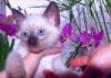 Тайские котята превью 1093161.