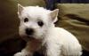 Вест хайленд вайт терьер превью 1093349.