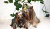 Очаровательный мальчик йоркширского терьера превью 1093545.