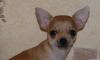 Чихуахуа, девочка, г/ш превью 1093579.