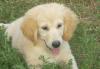 Золотистый ретривер(голден) щенки 3 мес превью 1093693.