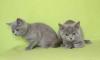 Кошечка мурлыка превью 1093703.