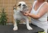 Девочка бульдог 6 мес. для семьи превью 1093923.