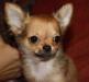 Чихуахуа, мальчик, д/ш превью 1093990.