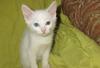Белый котенок с разными глазами, в дар превью 1094037.