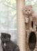 Превью Котята скотиш-фолд Екатеринбург - 1