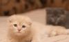 Превью Котята скотиш-фолд Екатеринбург - 3