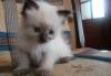 Котята порода невская маскарадная превью 1094578.