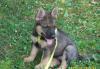 Нем.овчарка.щенок.алиментный. девочка крови г.д.р превью 1094591.