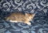 Продам котят (самки) 2-шт превью 1094774.