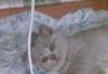 Кошечка, 2 мес превью 1094805.