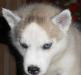 Cибирский хаски,щенок,недорого превью 1094900.