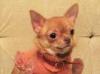 Чихуахуаразного окраса, размера превью 1095095.