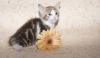 Ориентальный котёнок 3 мес превью 1095582.