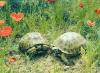 Черепахи превью 1095866.