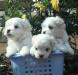 Мальтийская болонка , щенки превью 1095921.