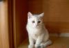 Бртанский котик элитного окраса превью 1096019.