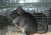 Превью Шиншиллы и шиншиллята Санкт-Петербург - 3
