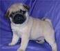 Продажа щенков мопсов превью 1096268.