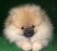 Очень красивый мальчик померанского шпица превью 1096363.