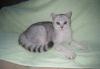 Британские котятки (шиншиллы) м. ясенево превью 1096974.