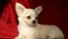 Щенки Чихуахуа стандарт и мини превью 1097272.