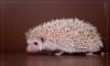 Ежики карликовые превью 1097925.