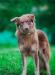 Превью В дар - шоколадная мечта Москва - 1