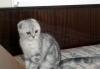 Превью Шотландские кошечки Москва - 4