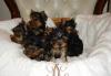 Продаю элитных щенков йоркширского терьера превью 1099774.