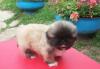 Продаю щенков пекинеса превью 1099805.