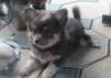 Чихуахуа щенки  (большой выбор) РКФ превью 1099959.