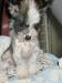 Продаются щенки китайских хохлатых собак превью 1099978.
